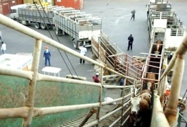 “Precio del ganado comenzaría a reflejar aumentos y tendencias alcistas en muy breve tiempo”, dijo Wilson Salazar Rizo. Foto: Diario El Telégrafo Se reactiva exportación de ganado en pie, volverán exportaciones al Líbano, perdida de estatus de libre de aftosa con vacunación, zarparán 2 barcos al Líbano, bovinos de Bolívar y de Sucre, Bovinos de Córdoba, labores diplomáticas, Expoganados Internacional S.A.S., exportación a Irak, CONtexto ganadero, noticias de ganadería colombiana.