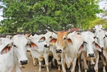 ICA informó que en el segundo ciclo de vacunación contra la fiebre aftosa y la brucelosis bovina del 2018, se vacunaron un total de 27.014.941 bovinos y 373.148 bufalinos en 611.611 predios, para una cobertura del 90 por ciento. Foto: ICA ICA, balance de actividades 2018, exportaciones, inventario, fiebre aftosa, CONtexto ganadero, noticias ganaderas colombianas, bovinos