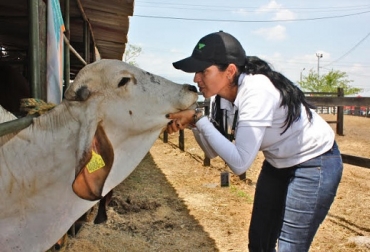 El apoyo al Programa de Brucelosis Bovina se centrará en la toma de muestras para la certificación de predios libres de esta enfermedad, así como también para la autorización de movilización de especies susceptibles, señala el ICA, Foto: ICA Colombia, ICA, Brucelosis y Tuberculosis Bovina, Programas Nacionales de Brucelosis y Tuberculosis Bovina,
