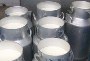 Para expertos como Nelson Molano, gerente de Lácteos Pomar, la producción de leche orgánica se dificulta por el acopio de las producciones de distintas fincas. Foto: radioipiales.co leche orgánica, leche orgánica colombia, producción leche orgánica Colombia, venta de leche orgánica en Colombia, dificultad para producir y vender leche orgánica, venta leche orgánica, producción leche Colombia, producción de derivados lácteos en Colombia, Lácteos El Pomar, CONtexto ganadero, ganaderos colombia, noticias ganaderas colombia