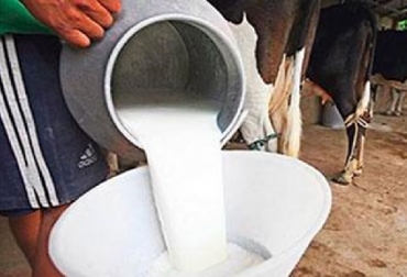 La medida aplica por 12 meses contados a partir del 1 de marzo de 2019 y hasta el 28 de febrero de 2020. Foto: lapatriaenlinea.com Colombia, leche, producción de leche en 2019, precio de la leche pagado al productos, precio de la leche pagada al productor aumento 3,1 6% en 2019, Resolución 017 de 2012, Contexto ganadero, noticias ganaderas, vacas, precio de la leche