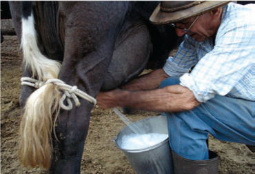 “Hace 14 años el precio de la leche no sube, el incremento anunciado por el Gobierno es un sofisma”, dijo David Hernández. Foto: estanciasvh.com Precio de leche no responde a los altos incrementos de los costos, salario mínimo aumentó dos veces, precio de leche no responde al mercado, precios de leche frente a IPC, fertilizantes han subido seis veces el IPP, CONtexto ganadero, noticias de ganadería colombiana.