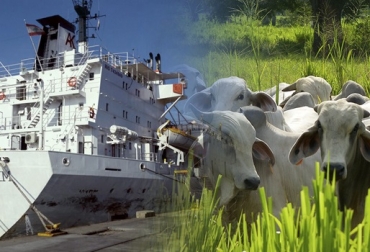 “Primer barco del año 2019 -de esta empresa- saldrá con ejemplares de raza Brahman en pie hacia dicho mercado”, dijo Miguel Dulcey. Foto: expoganadosinternacional.com Expoganados Internacional S.A.S. recupera mercado del Líbano, reiniciación de exportaciones, exportaciones detenidas por estatus sanitario, celeridad de exportaciones, espera de certificación de OIE, exportaciones consecutivas, reconquistar Egipto, país más costoso de exportar es Jordania, CONtexto ganadero, noticias de ganadería colombiana.