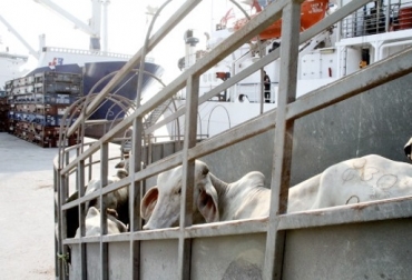 “Negociaciones sobre la compra de los animales no se concreta con las autoridades de Egipto”, dijo Miguel Dulcey. Foto: El Universal Retraso de exportaciones a Egipto, no se concretan negociaciones, interés de Egipto de comprar animales, cambio de estatus sanitario ante OIE, Expoganados Internacional S.A.S., CONtexto ganadero, noticias de ganadería colombiana.