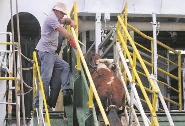 “Líbano e Irak tienen un mayor conocimiento sobre la realidad sanitaria animal de Colombia”, dijo Miguel Dulcey. Foto: rurales.elpais.com.uy Jordania y Egipto son más costos para exportar, Líbano e Irak son menos costos para exportar, exportación de ganado en pie, ventajas comparativas, ventajas económicas, reducción de costos, Jordania y pruebas de Tuberculina y Brucelosis, suspensión de certificación OIE, CONtexto ganadero, noticias de ganadería colombiana.