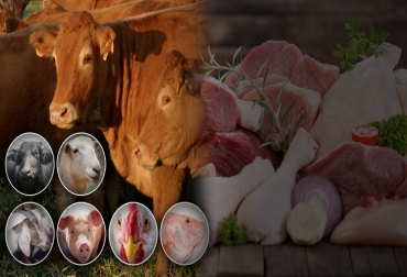 En los últimos 10 años, todas las producciones de proteína animal en el país han crecido, salvo la carne bovina que ha quedado rezagada. Foto: CONtexto ganadero - Kienyke - Fedegán producción de carne en Colombia, histórico producción carne Colombia, producir carne bovina, producción carne bovina Colombia, producción carne porcina Colombia, producción carne ovina Colombia, producción carne caprina Colombia, producción carne bufalina Colombia, producción piscícola colombia, carne de res, pollo, cerdo, cordero, ovino, producción pescado Colombia, Ganadería, CONtexto ganadero, ganaderos colombia, noticias ganaderas colombia