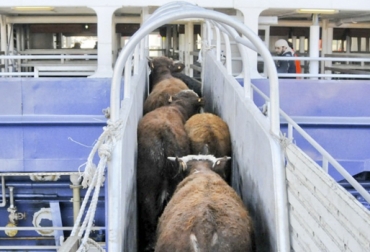 De acuerdo con el gerente de Expoganados, los barcos donde se trasportan los bovinos disponen de espacio y comodidades durante los 20 días de viaje. Foto: losagronegocios.com.uy Ganadería, ganadería colombia, noticias ganaderas, noticias ganaderas colombia, CONtexto ganadero, ganado en pie, exportación de ganado en pie, venta de ganado en pie hacia medio oriente, medio oriente, exportación de ganado en pie, exportaciones de ganado en pie desde colombia, expoganados, los informantes, josé félix lafaurie, fedegán,