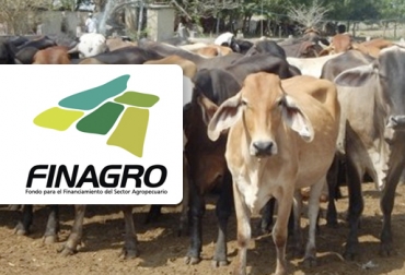 Finagro colocó cerca de $4,5 billones en 2018 para el sector ganadero. Foto: finagro.com.co - Asoganorte Finagro, Finagro Rendición de Cuentas 2018, Finagro 2018, Finagro 2019, Finagro Líneas de crédito, Finagro créditos, Finagro A toda máquina, Finagro sector ganadero, Finagro ayuda poco a ganaderos, Finagro sector pecuario, finagro créditos 2018, línea crédito Finagro 2018, Finagro crédito A toda máquina 2018, finagro créditos 2018 sector pecuario, Ayudas sector pecuario Colombia, CONtexto Ganadero, ganaderos Colombia, noticias ganaderas Colombia