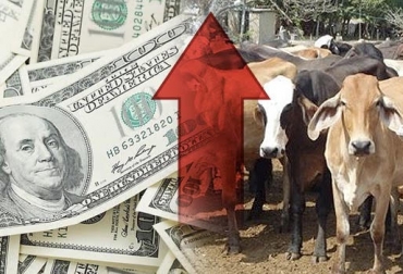 “Coyuntura de la cotización del dólar en Colombia, representa mayores posibilidades de negocios en la exportación de ganado vivo”, dijo Miguel Dulcey. Foto: Ambito - Asoganorte Tendencia alcista del precio del dólar, oportunidad de negocio, mejor precio al cliente internacional, pérdida del estatus, recuperar estatus, concretar negociaciones, Expoganados, CONtexto ganadero, noticias de ganadería colombiana.