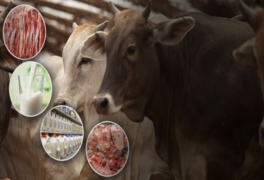 Esta inciativa buscar fortalecer la producción local de carne o leche. Foto: CONtexto ganadero. Ganadería, ganadería colombia, noticias ganaderas, noticias ganaderas colombia, CONtexto ganadero, clúster productivo, clúster, fedegan, Servicio Nacional de Aprendizaje, Sena, Instituto Colombiano Agropecuario, ICA, Corporación Colombiana de Investigación Agropecuaria, Agrosavia, Gobernaciones, Innpulsa Mipyme, transformación productiva, PTP, clúster lácteo, clúster cárnico, carne, leche, proyectos, innovación, apoyo del Gobierno,