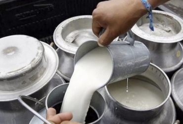 La compra formal de leche no repunta en lo que va corrido del 2019. Foto: Diario La Opinión producción leche Colombia, Acopio formal leche Colombia abril 2019, Acopio formal leche, recolección de leche en Colombia, producción leche Colombia abril 2019, producción leche Colombia 2019, acopio formal leche 2018, importaciones de leche en polvo colombia, precio leche cruda Colombia marzo 2019, precio leche cruda Colombia, precio pagado al productor 2019, CONtexto ganadero, ganaderos colombia, noticias ganaderas colombia