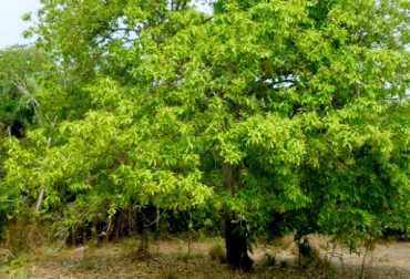 Conocido como Olla de Mono, hace parte de la biodiversidad que se desarrolla de manera silvestre al norte de Colombia a las orillas del Rio Magdalena, debido a sus características geológicas (tierras bajas, cálidas húmedas y tropicales) muchos de sus suelos son ricos en Selenio y otros nutrientes. Foto: magdalenarivernuts.com árbol Lecythis Minor, ‘Olla del mono’, rio Magdalena, nuez, aceite, industria cosmética, antienvejecimiento, selenio, proyecto ‘Magdalena River Nuts’, GRUPO PROCHEM, embajada, Suiza en Colombia, Cooperación Económica y Desarrollo (SECO), Fundación Suiza de Cooperación para el Desarrollo (SWISSCONTACT), desarrollo de las comunidades, protección de la biodiversidad, Suministro de ingredientes derivados de la nuez, CONtexto ganadero, noticias ganaderas, agricultura, economía