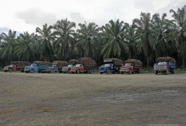 La vía Puerto Gaitán – La Pollata – Maní – Aguazul sería una alternativa frente a los cierres de la vía al Llano, y generaría una nueva ruta de salida de los Llanos a distintas regiones del país, sostuvo Jens Mesa Dishington. Colombia, Fedepalma, Palmicultores, cierre de la vía al Llano, sobrecostos, fletes, los tiempos de entrega de aceite de palma se han triplicado, Jens Mesa Dishington, vías alternas Contexto ganadero, noticias agroindustria de Colombia, Aceite de Palma
