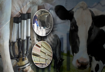 Para que Colombia siga siendo el número 11 en producción de leche en el mundo, se debe volver más competitivo y eficiente para el mercado internacional. oto: asproleso.blogspot.com - elciudadanoweb.com - hatosproductivos.com ganaderia, ganaderia colombia, ganaderia colombiana, contexto ganadero, noticias ganaderas, noticias ganaderas colombia, leche, futuro leche colombia, avances leche colombia, importaciones leche colombia, exportacion leche colombia, tratados libre comercio estados unidos, tratados libre comercio union europea, leche, leche en polvo, contingentes de leche, productores de leche, consumidores de leche, comercializacion leche, acopio leche, ganaderos, ganaderos colombia
