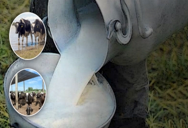 Con una producción estable, el ganadero le quita herramientas a la industria para manejar el pago o la cantidad de leche que acopia, según un experto. Foto: nuevoabcrural.com.ar - radiocampo.com - 24-horas.mx Producción similar de leche, producción equilibrada de leche, producción de leche igual en el año, leche mismo nivel, Producción de leche en Colombia, acopio de leche en colombia, planeación forrajera, conservación de forrajes, ganadería en colombia, producción lechera en Colombia, leche Colombia, leche, mantener leche, mantener producción de leche, producción leche mismo nivel, CONtexto ganadero, ganaderos colombia, noticias ganaderas colombia