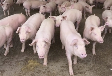 El aumento de los costos por fletes por el cierre de la vía al Llano tienen preocupados a los porcicultores del Meta. Foto: revistaproagro.com Cierre de vía al Llano, millonarias pérdidas por cierre de vía al Llano, afectación sector agro, sector porcícola del Meta, porcicultores del Meta, porkcolombia