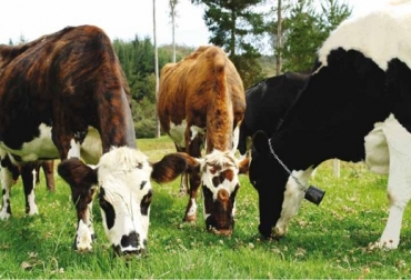 La vaca Ana, 'la bacana'’, que será amigable con los niños y los invitará a tomar leche todos los días para crecer sanos y fuertes. Foto: Fedegán Ganadería, ganadería colombia, noticias ganaderas, noticias ganaderas colombia, CONtexto ganadero, Agroexpo, Agroexpo 2019, Agroexpo Bogotá, ferias, Ferias Ganaderas, feria agroexpo, Corferias, Eventos ganaderos, rueda de negocios, rueda de negocios agroexpo