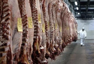 Aunque todo el sacrificio mejoró en mayo, la recuperación más notable se evidencia en la preparación de canales con destino al exterior. Foto: elpilon.com.co sacrificio colombia, sacrificio bovino Colombia, sacrificio, sacrificio mayo 2019, sacrificio ganado bovino Colombia, encuesta sacrificio ganado 2019, Cifras sacrificio bovino Colombia mayo 2019, Reducción sacrificio legal bovino, baja sacrificio legal bovino Colombia, Cifras sacrificio bovino Colombia, sacrificio bovino Colombia 2019, sacrificio bovino Colombia fedegán, CONtexto ganadero, ganaderos colombia, noticias ganaderas colombia
