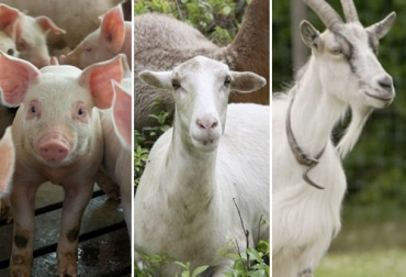 Aunque siguen muy por debajo de los sectores avícola y bovino, los segmentos de porcinos, ovinos y caprinos elevaron su producción. Foto: actualidadporcina.com - ica.gov.co - agronomaster.com Sacrificio animal, Sacrificio primer semestre 2019, sacrificio colombia, sacrificio bufalino, sacrificio porcino, sacrificio caprino, sacrificio ovino, sacrificio, beneficio animal, sacrificio junio 2019, sacrificio ganado bovino Colombia, encuesta sacrificio ganado 2019, Cifras sacrificio Colombia junio 2019, Reducción sacrificio legal, baja sacrificio legal Colombia, Cifras sacrificio Colombia, sacrificio bovino Colombia 2019, sacrificio Colombia fedegán, CONtexto ganadero, ganaderos colombia, noticias