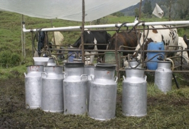 En 2019, el acopio formal de leche ha tenido una notable caída, de más de 11 % con respecto al 2018. Foto: agriculturayganaderia.com Acopio leche julio 2019 Colombia, producción leche Colombia, Acopio formal leche Colombia julio 2019, Acopio formal leche, recolección de leche en Colombia, producción leche Colombia julio 2019, producción leche Colombia 2019, acopio formal leche 2018, importaciones de leche en polvo colombia, precio leche cruda Colombia 2019, precio leche cruda Colombia, precio pagado al productor 2019, CONtexto ganadero, ganaderos colombia, noticias ganaderas colombia