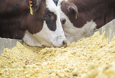 De acuerdo con Carpintero, el ganadero debería calcular el costo de un punto de almidón digestible para saber el costo real del alimento para las vacas. Foto: valorganadero.com.ar Precio punto almidón digestible, almidón digestible ganado bovino, Tasa de digestión del almidón, almidón rumiantes, almidón ganado bovino, granos dieta bovina, uso de granos en la dieta de los bovinos, almidones en la nutrición bovina, alimentación bovina, nutrición bovina, manejo animal, CONtexto ganadero, ganaderos colombia, noticias ganaderas colombia