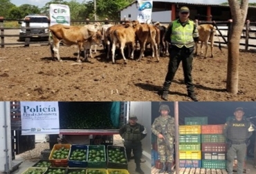 El contrabando agropecuario es un delito que pone en riesgo la sanidad e inocuidad del campo colombiano, manifestó la gerente General del ICA, Deyanira Barrero León. Foto: ICA Colombia, ganadería, Centro Integrado ICA, INVIMA, POLFA/DIAN (CIIIP), contrabando, productos perecederos, semovientes, queso, leche, azúcar, maíz, yuca, carne en canal, aguacates, La Guajira, Polfa, ICA, Deyanira Barrero León, CONtexto ganadero, economía