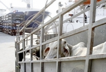 “Lo más sensato es que debe venir una comisión de la OIE para verificar la gestión que han realizado las entidades relacionadas con la sanidad animal en Colombia”, dijo Miguel Dulcey. Foto: CONtexto ganadero. China, colombia, estatus sanitario, exportaciones, carne, Exportar a China es difícil sin estatus, certificación sanitaria, libre de aftosa, OIE, comisión de verificación, anunció para diciembre, requisito riguroso, gestión sanitaria, incertidumbre, noticias de ganadería colombiana, CONtexto ganadero.