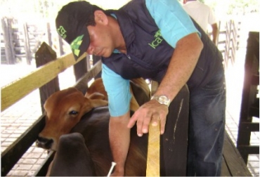 El apoyo al Programa de Tuberculosis Bovina se enfocará en la realización de las pruebas diagnósticas de campo requeridas para la certificación de predios libres de esta enfermedad, y para la autorización de movilización de bovinos y bufalinos. Foto: ICA ganaderia, ganaderia colombia, ganaderia colombiana, ICA, brucelosis, tuberculosis, contexto ganadero, noticias ganaderas, noticias ganaderas colombia, asociaciones, importancia asociaciones, pertenecer asociaciones, asociaciones ganaderas, asociaciones lecheras, beneficios asociaciones lecheras, beneficios asociaciones ganaderas, ganaderos colombia, ganaderos