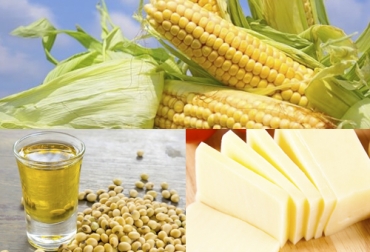 Cada año aumentan los cupos sin arancel para adquirir productos agropecuarios como maíz, aceite y queso. Foto: curiosfera.com - panorama.com.ve - altonivel.com.mx Productos agropecuarios Estados Unidos, TLC Colombia Estados Unidos, TLC Colombia Estados Unidos ganadería leche carne, TLC Colombia Estados Unidos sector ganadero, TLC Colombia Estados Unidos 2012-2019, Avances TLC Colombia Estados Unidos, Tratado Libre Comercio Colombia Estados Unidos Sector Ganadero, sector ganadero TLC 7 años, CONtexto ganadero, ganaderos colombia, noticias ganaderas colombia