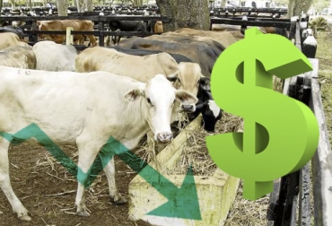 En San Jorge, el precio del ganado ha bajado alrededor de $500 en lo que va de 2019. Foto: elpais.com.co - freepik.es Ganadería, ganadería colombia, Ganadería colombiana, CONtexto ganadero, noticias ganaderas, noticias ganaderas colombia, San Jorge, precio ganado, precio ganado san jorge, exportaciones, certificación sanitaria, estatus sanitario, aftosa, ganaderos san jorge, ganaderos, ganaderos colombia