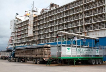 El equipo logístico está trabajando 15 horas diarias para lograr embarcar los 21 mil semovientes. Foto: Oscar Díaz / El Universal. Ganadería, ganadería colombia, noticias ganaderas, noticias ganaderas colombia, CONtexto ganadero, expoganados, expoganados sas, expoganados irak, exportación de ganado en pie, ganado en pie, ganado en pie de colombia a irak, puerto de mamonal, puerto de cartagena, miguel dulcey, 21 mil animales hacia irak, bovinos hacia irak