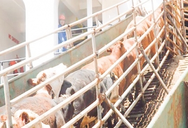 “6.000 animales se enviarán a Irak y 2.850 al Líbano”, dijo Miguel Dulcey. Foto: elmeridiano.co Colombia exportará bovinos vivos, exportación a Irak, exportación al Líbano, segunda negociación al Líbano, ganado de la Costa, confianza en bovinos, calidad de ganado, compran sin certificación, Expoganados Internacional, noticias de ganadería colombiana, CONtexto ganadero.