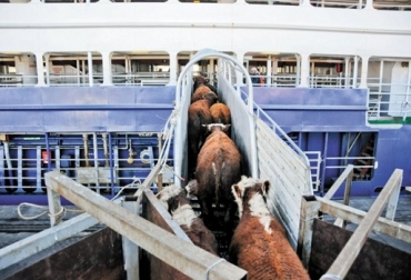 “Los animales siempre van en el barco en excelentes condiciones y se cargan las naves marítimas mejores adaptadas para ello”, MigueL Dulcey. Foto: Youtube.com Apoyo del gobierno, bloqueo económico a la ganadería, prohibir exportación de ganado, estabilidad de precios, empleo, dinamismo, clúster ganadero, esfuerzos, noticias de ganadería colombiana, CONtexto ganadero.