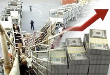 “Tasa Representativa del Mercado que se robusteció en el segundo semestre y retumba los $3.500, generó un gran dinamismo en nuestras operaciones y negocios”, dijo Miguel Dulcey. Foto: Diario El Telégrafo - elheraldo.co Exportar 25.000 bovinos vivos más en el 2019, Expoganados Internacional S.A.S., efecto precio dólar, tendencia alcista TRM, promoción de exportaciones, dinamismo de exportaciones, ganado vivo a Irak y Líbano, CONtexto ganadero, noticias de ganadería colombiana.