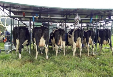 La producción de leche ha sufrido fuertes golpes en 2019, principalmente por el verano y el alza exponencial del dólar. Foto: agriculturayganaderia.com producción de leche, producción leche Colombia, Alza dólar 2019, alimentos dólar 2019, Costo concentrado ganado, alza materias primeras dólar 2019, precio alimentación ganado, precio concentrado ganado, materias primas ganado, materias primas ganadería, alimentación ganado, nutrición ganado, nutrición vacas, materias primas alimento vacas, materias primas Colombia, CONtexto ganadero, ganaderos colombia, noticias ganaderas colombia