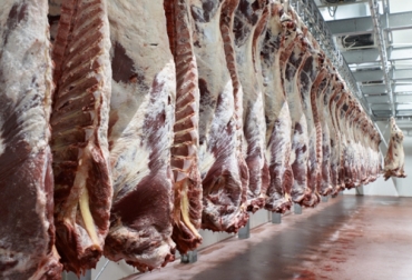En Colombia, el sacrificio bovino parece estancado, tanto en el consumo interno como con destino a exportación. Foto: vacunodeelite.es sacrificio septiembre 2019, sacrificio tercer trimestre, sacrificio colombia, sacrificio bovino Colombia, sacrificio, encuesta sacrificio ganado 2019, Cifras sacrificio bovino Colombia 2019, Reducción sacrificio legal bovino, baja sacrificio legal bovino Colombia, Cifras sacrificio bovino Colombia, sacrificio bovino Colombia 2019, sacrificio bovino Colombia fedegán, CONtexto ganadero, ganaderos colombia, noticias ganaderas colombia