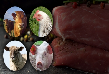 Según la previsión de la FAO, la producción mundial de carne caería por primera vez desde 1996, debido al brote de fiebre porcina africana en China. Foto: YouTube.com - CONtexto ganadero Producción mundial de carne, carne vacuna, carne bovina, producción de carne aumenta, Oficina Permanente Internacional de la Carne, International Meat Secretariat, IMS, OPIC, producción carne 2019, campaña negativa carne, consumo de carne en el mundo, carne mundo, ganadería, carne de res, CONtexto ganadero, ganaderos Colombia, noticias ganaderas Colombia