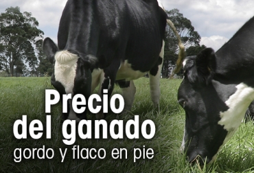 Así se comportó el precio de los animales en pie durante la semana anterior. Foto: CONtexto ganadero. Precio del ganado, precio del ganado en colombia, ganado colombia, precio ganado gordo, precio ganado flaco, precio hembras, precio bovinos, precio bovinos colombia, bolsa mercantil de colombia, subastas, subastas colombia, asosubastas, ganadería, ganadería colombia, noticias ganaderas, noticias ganaderas colombia, contexto ganadero,