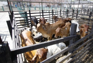 Entre el total de plantas totalmente aprobadas, las dedicadas al beneficio bovino son menores a las de aves. Foto: laopinion.com.co Sacrificio bovino, plantas beneficio bovinos, Decreto 1500 octubre 2019, Contexto ganadero decreto 1500, decreto 1500 2019, Decreto 1500 octubre 2019, estatus decreto 1500 2019, Decreto 1500 de 2007 Vigencia 2 años, decreto 1500 de 2007, estatus plantas de sacrificio 2019, vigencia 3 años decreto 1500 plantas de beneficio, demoras decreto 1500, estado plantas de sacrificio del país, Invima, panorama plantas de sacrificio, CONtexto ganadero, ganaderos colombia, noticias ganaderas colombia