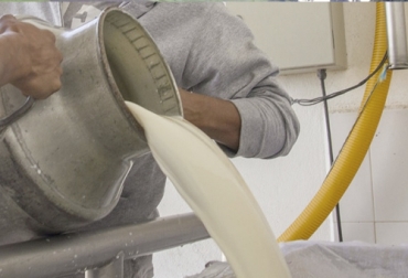 Con el paso de los meses, 2019 ha demostrado un notable retraso en la cantidad de litros de leche acopiados formalmente. Foto: regeneracion.mx acopio, leche, compra leche, Acopio leche octubre 2019 Colombia, producción leche, Acopio formal leche Colombia octubre 2019, Acopio formal leche, recolección de leche en Colombia, producción leche Colombia octubre 2019, producción leche Colombia 2019, acopio formal leche 2019, importaciones de leche en polvo colombia, precio leche cruda Colombia 2019, precio pagado al productor 2019, CONtexto ganadero, ganaderos colombia, noticias ganaderas colombia