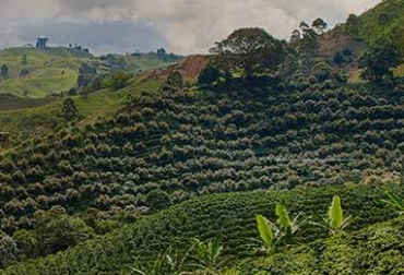 El gremio pretende que Colombia retome con fuerza la calidad del café. Foto: FNC. Ganadería, ganadería colombia, noticias ganaderas, noticias ganaderas colombia, CONtexto ganadero, Café, Café de Colombia, cafeteros colombia, precio del cafe, FNC, Federación Nacional de Cafeteros, Congreso Nacional de Cafeteros