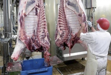 El sacrificio de exportación ha tenido una lenta recuperación desde el segundo semestre pero el beneficio en general sigue menor al de hace 10 años. Foto: vanguardia.com sacrificio octubre 2019, sacrificio tercer trimestre, sacrificio colombia, sacrificio bovino Colombia, sacrificio, encuesta sacrificio ganado 2019, Cifras sacrificio bovino Colombia 2019, Reducción sacrificio legal bovino, baja sacrificio legal bovino Colombia, Cifras sacrificio bovino Colombia, sacrificio bovino Colombia 2019, sacrificio bovino Colombia fedegán, CONtexto ganadero, ganaderos colombia, noticias ganaderas colombia