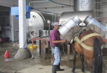El 2019 tuvo uno de los registros más bajos en los últimos años en materia de recolección formal de leche. Foto: orienteymagdalenacaldense.com leche Colombia, compra leche, Acopio leche noviembre 2019 Colombia, producción leche, Acopio formal leche Colombia noviembre 2019, Acopio formal leche, recolección de leche en Colombia, producción leche Colombia noviembre 2019, producción leche Colombia 2019, acopio formal leche 2019, importaciones de leche en polvo colombia, precio leche cruda Colombia 2019, precio pagado al productor 2019, CONtexto ganadero, ganaderos colombia, noticias ganaderas colombia