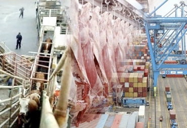 Las exportaciones de carne se mantuvieron y las de ganado en pie crecieron en 2019, lo que genera grandes expectativas para 2020. Foto: Diario El Telégrafo - diariohoy.net - De Frente Al Campo Exportación carne 2019, exportación de ganado en pie de Colombia, exportación de bovinos Colombia, ganadería, ganadería colombia, exportación carne bovina, carne vacuna, economía internacional, comercio internacional, total exportaciones carne Colombia, total exportaciones ganado en pie Colombia 2019, exportación de ganado en pie, ganado en pie, envíos de ganado en pie, Irak, Líbano, CONtexto ganadero, ganaderos Colombia, noticias ganaderas Colombia