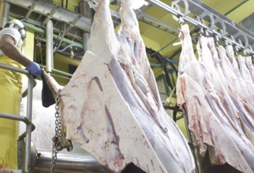 En los últimos años, la mayor o menor variación en el sacrificio de ganado bovino ha estado influenciada por las canales de exportación. Foto: frigotec.com.co sacrificio noviembre 2019, cifras sacrificio, sacrificio legal de bovinos, sacrificio formal, sacrificio colombia, sacrificio bovino Colombia, sacrificio, encuesta sacrificio ganado 2019, Cifras sacrificio bovino Colombia 2019, Reducción sacrificio legal bovino, baja sacrificio legal bovino Colombia, Cifras sacrificio bovino Colombia, sacrificio bovino Colombia 2019, sacrificio bovino Colombia fedegán, CONtexto ganadero, ganaderos colombia, noticias ganaderas colombia