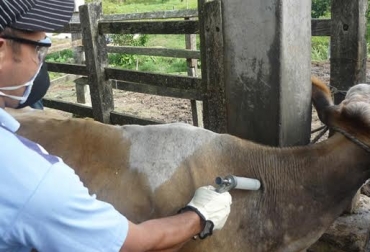 El Ministerio de Agricultura de la mano de Fedegán, el ICA y el FNG han adelantado un trabajo exhaustivo en pro de recuperar el estatus sanitario del país. Foto: Clara Torres. Ganadería, ganadería colombia, noticias ganaderas, noticias ganaderas colombia, CONtexto ganadero, Asosubastas, Subastar, Cencogan, Sugaberrio, camilo romero subastar, johana fernández cencogan, omaira guisao sugaberrío, evaluación de la sanidad animal, revisión de plan de vacunación, planta de beneficio, estrategia de zonificación, ICA, estatus sanitario, FNG, fedegan