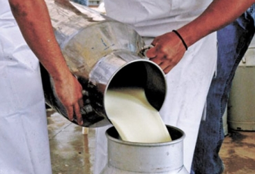 Por primera vez desde 2016 se registra una caída en el acopio en comparación con el año anterior, debido nuevamente a las intensas temperaturas. Foto: kapitalstereo.com acopio formal leche 2019, leche Colombia, compra leche, Acopio leche diciembre 2019 Colombia, producción leche, Acopio formal leche Colombia diciembre 2019, Acopio formal leche, recolección de leche en Colombia, producción leche Colombia diciembre 2019, producción leche Colombia 2019, importaciones de leche en polvo colombia, precio leche cruda Colombia 2019, precio pagado al productor 2019, CONtexto ganadero, ganaderos colombia, noticias ganaderas colombia