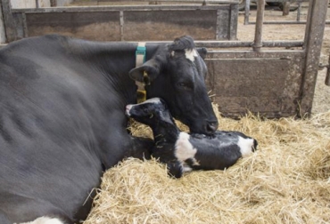 El aporte de Fedegán para la vacunación contra la brucelosis bovina ha sido fundamental en el control de la enfermedad. Foto: Brucelosis, vacunación, aftosa, fedegan, Fondo Nacional del Ganado, subsidio, recursos, cepa, hembras bovinas, ICA, sanidad, exportación, zoonótica, Producción, Ganadería, ganadería colombia, noticias ganaderas colombia, CONtexto ganadero.