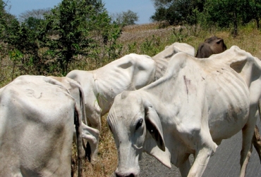 En el departamento del Magdalena han muerto más 8.300 bovinos, mientras que en Boyacá ha sido necesario desplazar más de 280 mil animales, señala Fedegán. Foto: CONtexto ganadero Colombia, Sequía, afectaciones climáticas, $30.000 millones suman las pérdidas en la ganadería bovina, extrema sequía, muerte de más de 34.900 bovinos, desplazamiento de 742.000 animales, afectación 2, 4 millones de hectáreas, departamentos más afectados, CONtexto ganadero, noticias ganaderas de colombia