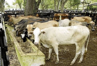 El precio de los animales puede incrementar en caso de que aumenten las exportaciones de ganado y carne. Foto: Colprensa. ganadería, ganadería colombia, noticias ganaderas, noticias ganaderas colombia, contexto ganadero, opca, Observatorio de Precios y Costos Agrarios de la Zona Noroccidental del Caribe Colombiano, Precio del ganado, precio del ganado en colombia, ganado colombia, precio ganado gordo, precio ganado flaco, precio hembras, precio bovinos, precio bovinos colombia, bolsa mercantil de colombia, subastas, subastas colombia, asosubastas,